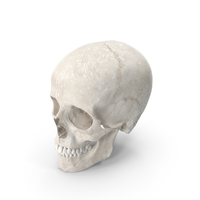 Human Woman Skull PNG & PSD Images
