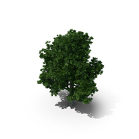 Box Elder Tree PNG & PSD Images