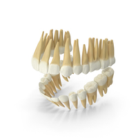 Realistic Teeth Permanent Dentition PNG & PSD Images