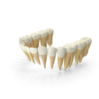 Realistic Lower Jaw Teeths PNG & PSD Images