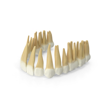 Realistic Upper Jaw Teeth PNG & PSD Images