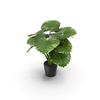 Taro Plant PNG & PSD Images