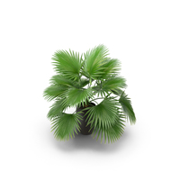Palm PNG & PSD Images
