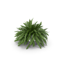 Sword Fern Nephrolepis Exaltata PNG & PSD Images