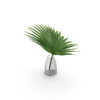 Palm PNG & PSD Images