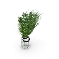 Palm Leaves PNG & PSD Images