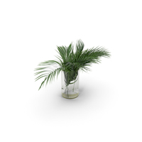 Palm Leaves PNG & PSD Images