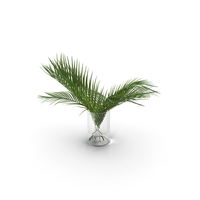 Palm Leaves PNG & PSD Images