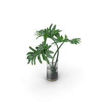 Philodendron Leaves PNG & PSD Images