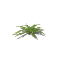 Fern PNG & PSD Images