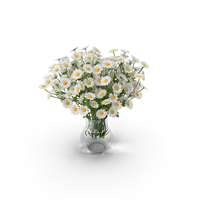 Chamomile PNG & PSD Images