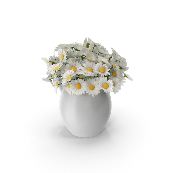 Chamomile PNG & PSD Images