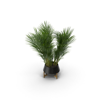 Areca Palm PNG & PSD Images