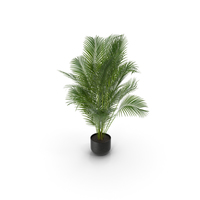Areca Palm PNG & PSD Images