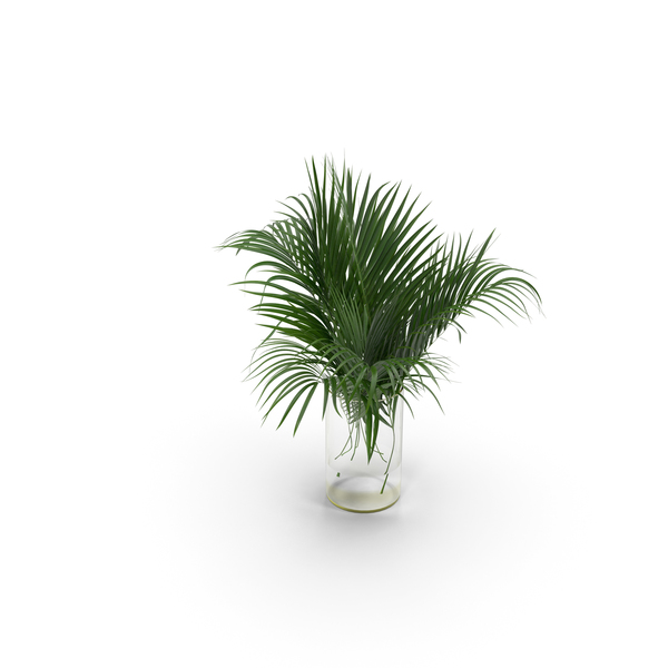 Palm Leaves PNG & PSD Images