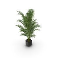 Areca Palm PNG & PSD Images
