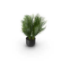 Areca Palm PNG & PSD Images