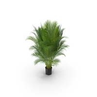 Photorealistic Palm PNG & PSD Images