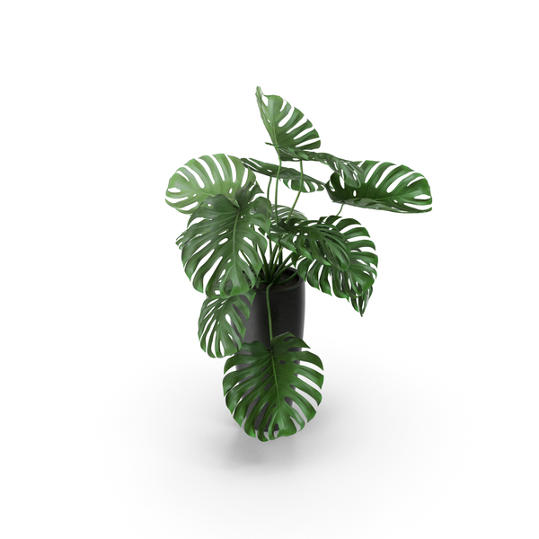 Monstera PNG & PSD Images