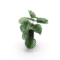 Monstera PNG & PSD Images