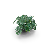 Monstera PNG & PSD Images