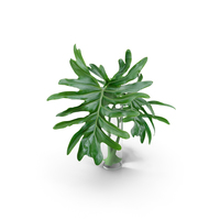 Philodendron Leaves PNG & PSD Images