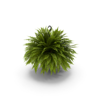Fern PNG & PSD Images