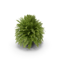 Fern PNG & PSD Images
