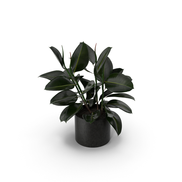Ficus PNG & PSD Images