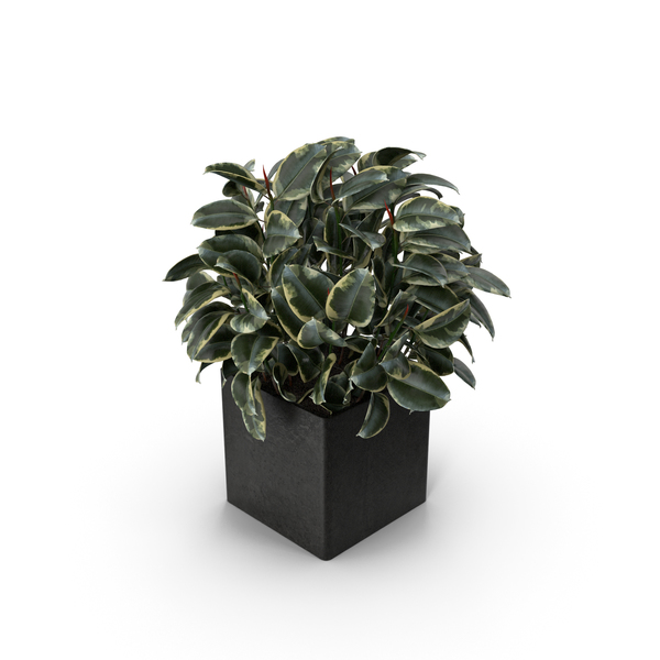 Ficus PNG & PSD Images