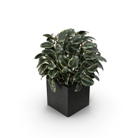 Ficus PNG & PSD Images