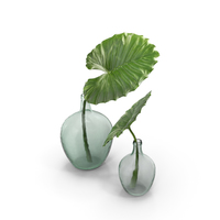Taro Leaf PNG & PSD Images