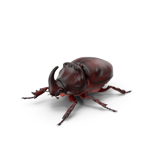Oryctes Nasicornis Rhinoceros Beetle Standing PNG & PSD Images