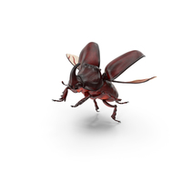 Rhinoceros Beetle Oryctes Nasicornis Flying PNG & PSD Images