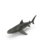 Tiger Shark PNG & PSD Images