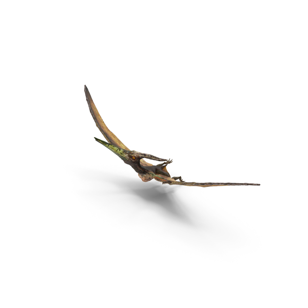 Pteranodon Flying PNG & PSD Images