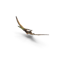 Pteranodon Flying PNG & PSD Images