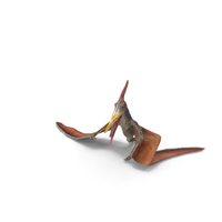 Pteranodon Standing Pose PNG & PSD Images