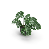 Monstera PNG & PSD Images