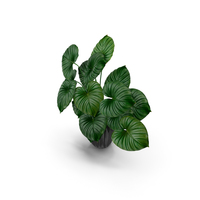 Tropical Leaves PNG & PSD Images