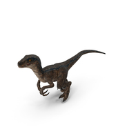 Velociraptor Walking PNG & PSD Images