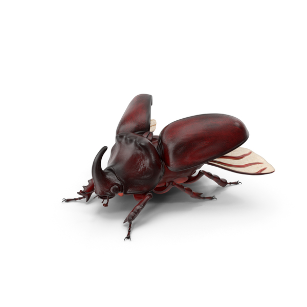 Oryctes Nasicornis Rhinoceros Beetle PNG & PSD Images