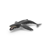 Humpback Whale PNG & PSD Images