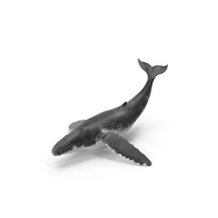 Humpback Whale PNG & PSD Images