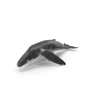 Humpback Whale PNG & PSD Images