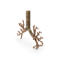Trachea Bronchi PNG & PSD Images