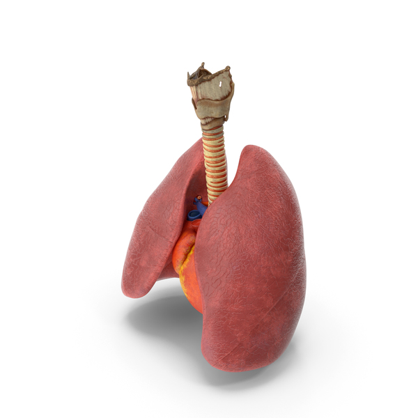 Trachea Heart Lungs PNG & PSD Images