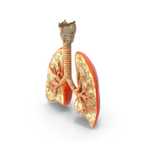 Lungs Trachea PNG & PSD Images
