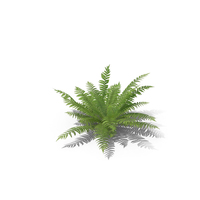 Fern PNG & PSD Images