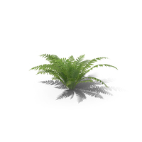 Fern PNG & PSD Images